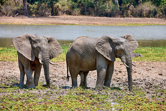 herd of African Bush Elephant