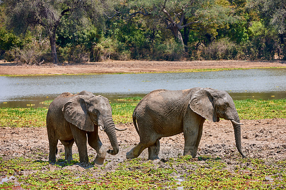 herd of African Bush Elephant