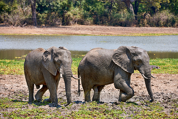 herd of African Bush Elephant