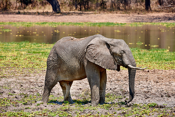 herd of African Bush Elephant