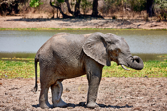 herd of African Bush Elephant