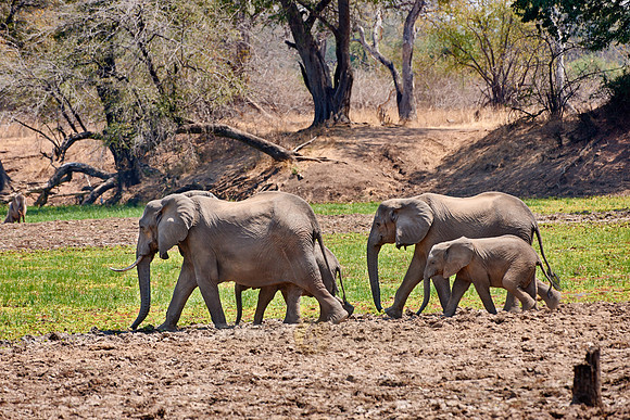 herd of African Bush Elephant