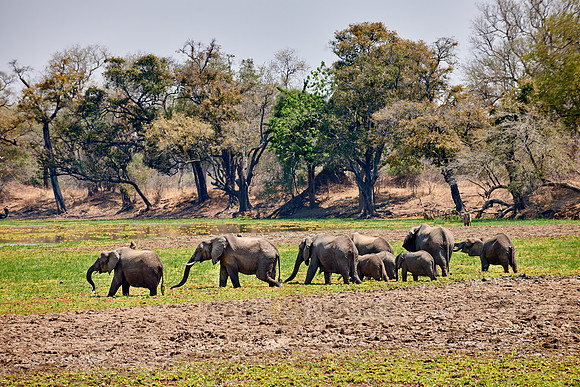 herd of African Bush Elephant