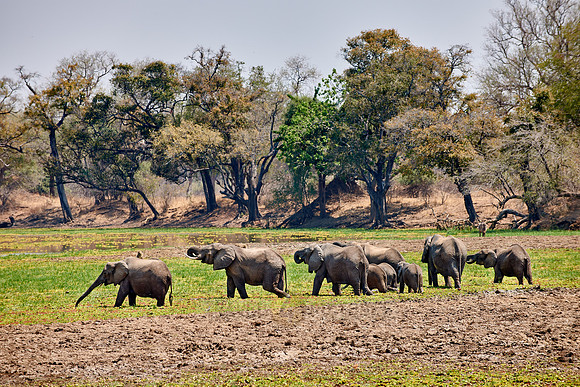 herd of African Bush Elephant