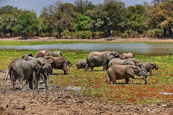 herd of African Bush Elephant