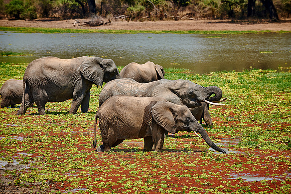 herd of African Bush Elephant