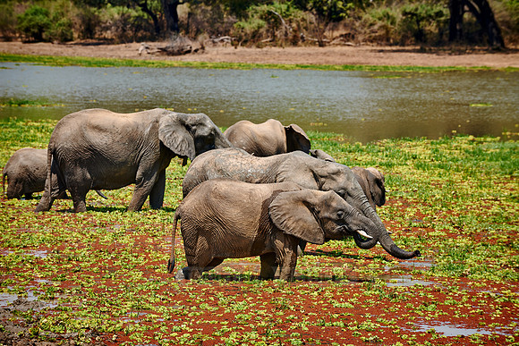 herd of African Bush Elephant
