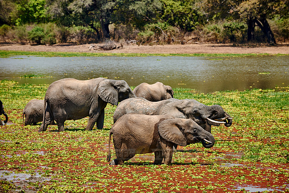 herd of African Bush Elephant