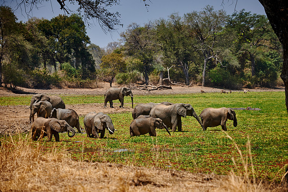 herd of African Bush Elephant