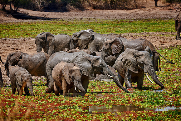 herd of African Bush Elephant