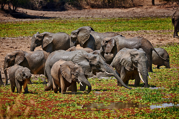 herd of African Bush Elephant