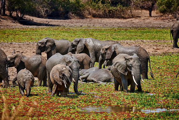 herd of African Bush Elephant