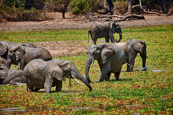 herd of African Bush Elephant