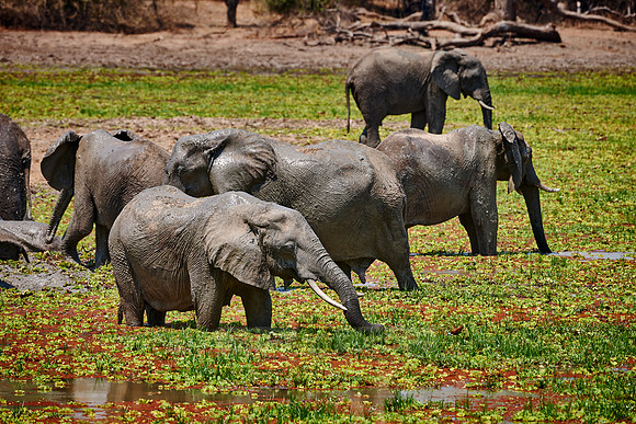 herd of African Bush Elephant