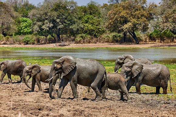 herd of African Bush Elephant