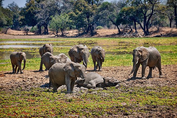 herd of African Bush Elephant
