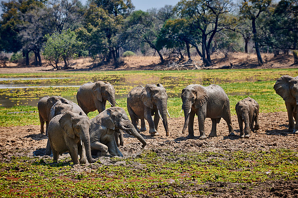 herd of African Bush Elephant