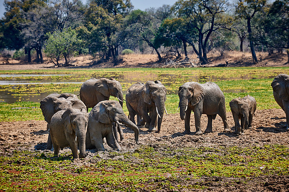 herd of African Bush Elephant