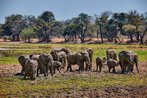 herd of African Bush Elephant