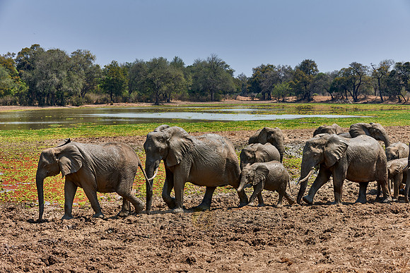 herd of African Bush Elephant