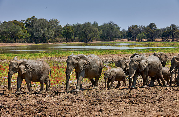 herd of African Bush Elephant