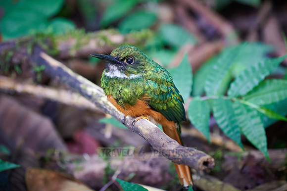 rufous-tailed jacamar (Galbula ruficauda)