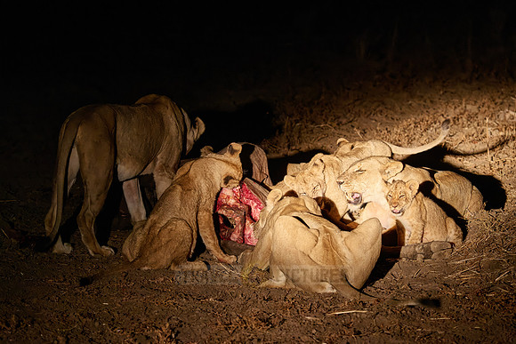 night shot pride of lioness (Panthera leo) at buffalo kill