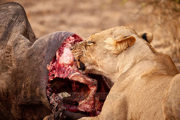 lioness (Panthera leo) at buffalo kill