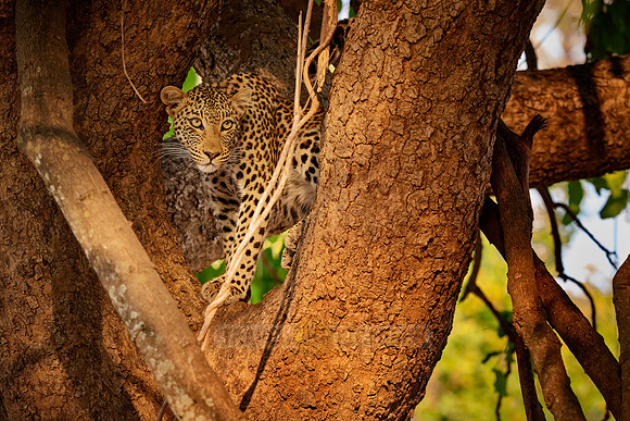 young African leopard on a tree