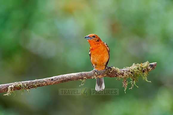 male Flame-colored Tanager (Piranga bidentata)