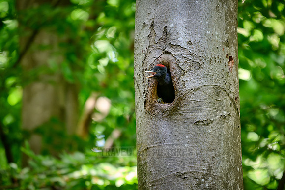 young black woodpecker (Dryocopus martius)