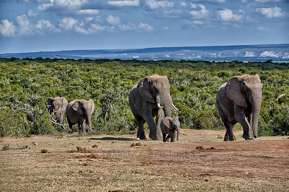 herd of African bush elephant