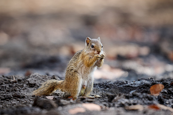 Smith's bush squirrel (Paraxerus cepapi), also known as the yellow-footed squirrel or tree squirre