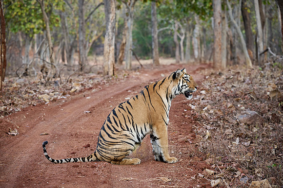 Bengal tiger (Panthera tigris tigris)