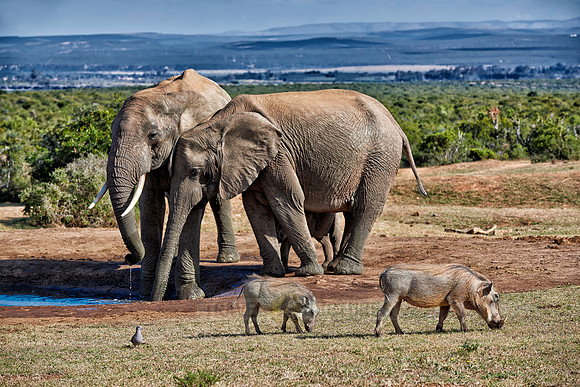 elephants and warthogs