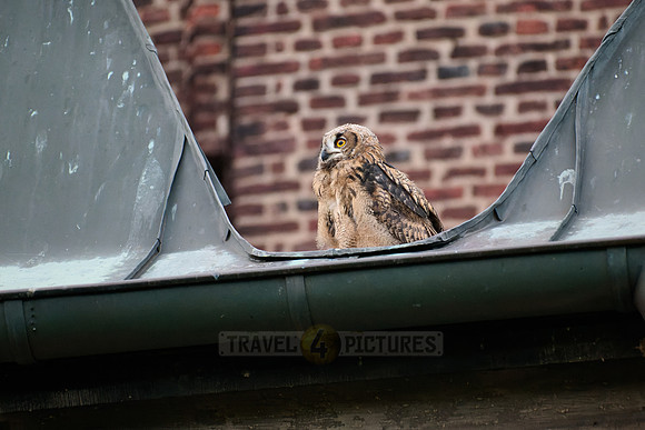 Eurasian eagle-owl (Bubo bubo), youngster on a roof