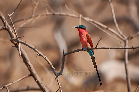 carmine bee-eaters, Meropidae nubicoides