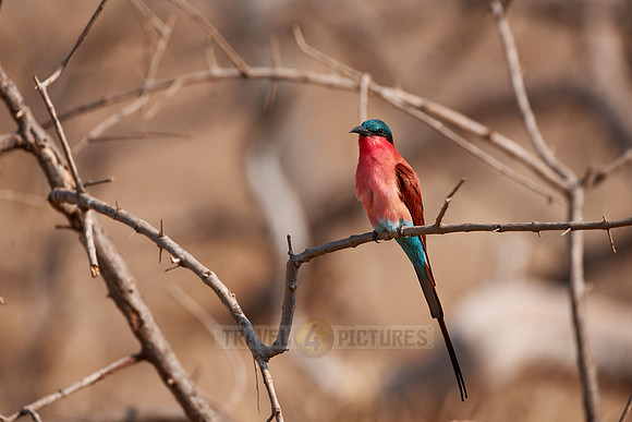 carmine bee-eaters, Meropidae nubicoides