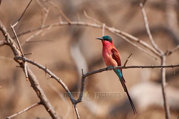 carmine bee-eaters, Meropidae nubicoides