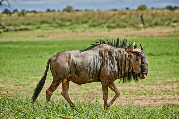 Blue wildebeests, Connochaetes taurinus