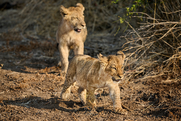 walking lion cubs (Panthera leo)