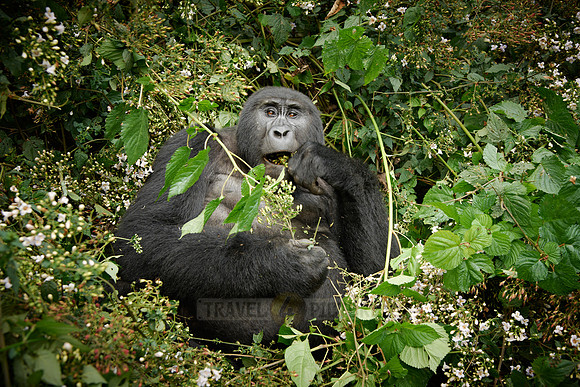 eating mountain gorilla [Gorilla beringei beringei]