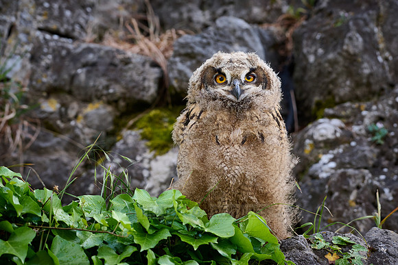 Eurasian eagle-owl (Bubo bubo), fledling on a rock