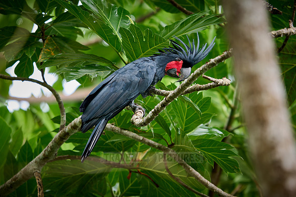 palm cockatoo (Probosciger aterrimus), also known as the goliath cockatoo or great black cockatoo
