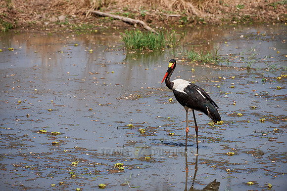 Saddle-billed Stork, Ephippiorhynchus senegalensis