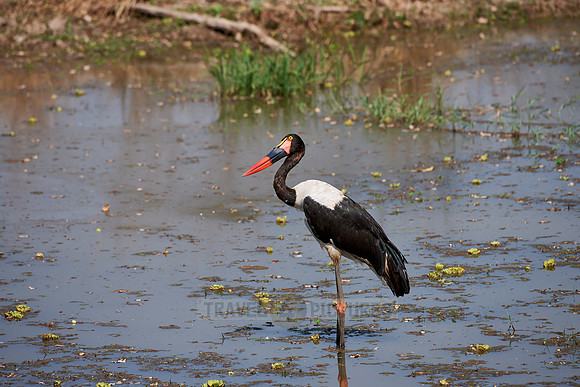 Saddle-billed Stork, Ephippiorhynchus senegalensis