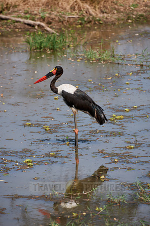 Saddle-billed Stork, Ephippiorhynchus senegalensis