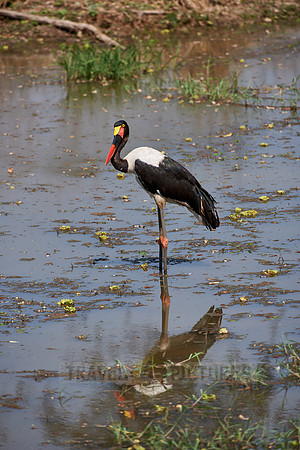 Saddle-billed Stork, Ephippiorhynchus senegalensis