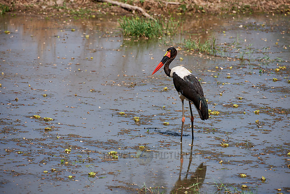 Saddle-billed Stork, Ephippiorhynchus senegalensis