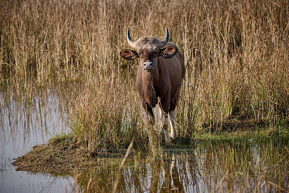 Indian Gaur (Bos gaurus)